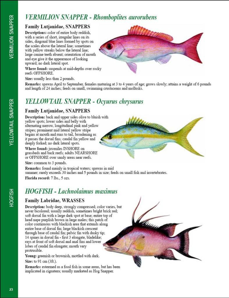 ( FLORIDA FISH ID CHART ) 38 pic files - Boatless Fishing Forum